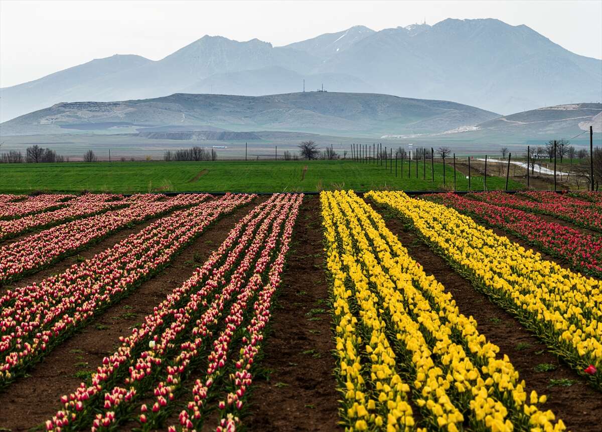 Konya’dan günübirlik kaçanlar çok! Ünlü lale cenneti ziyaretçilerini bekliyor 11